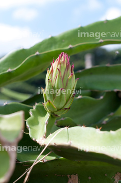 ドラゴンフルーツの蕾 の画像素材 花 植物の写真素材ならイメージナビ