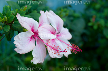 ハイビスカス 花畑 の画像素材 樹木 花 植物の写真素材ならイメージナビ