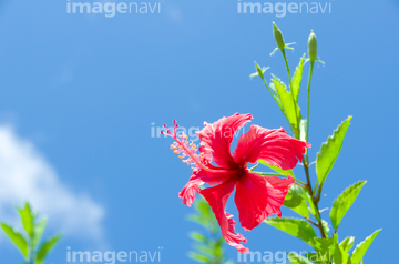 ハイビスカス 花畑 の画像素材 樹木 花 植物の写真素材ならイメージナビ