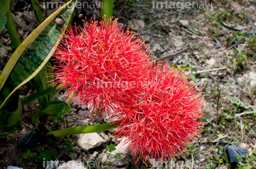 ブラッドリリー の画像素材 花 植物の写真素材ならイメージナビ