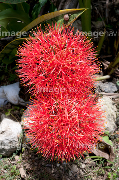 ブラッドリリー の画像素材 花 植物の写真素材ならイメージナビ