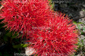 ブラッドリリー の画像素材 花 植物の写真素材ならイメージナビ