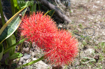ブラッドリリー の画像素材 花 植物の写真素材ならイメージナビ