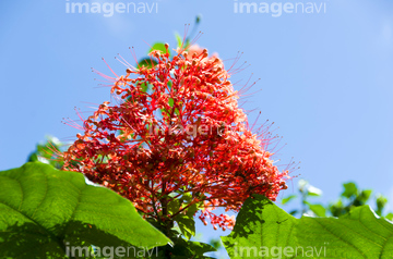 パゴダフラワー の画像素材 花 植物の写真素材ならイメージナビ