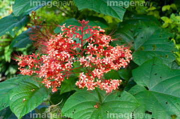 パゴダフラワー の画像素材 花 植物の写真素材ならイメージナビ