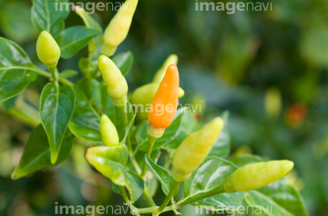 キダチトウガラシ の画像素材 子育て ライフスタイルの写真素材ならイメージナビ