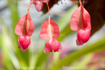 木立ベゴニア】の画像素材 花・植物の写真素材ならイメージナビ
