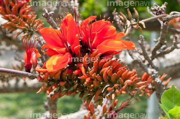 デイゴ の画像素材 花 植物の写真素材ならイメージナビ