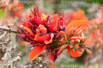 デイゴ の画像素材 花 植物の写真素材ならイメージナビ
