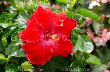 ハイビスカス 花畑 の画像素材 樹木 花 植物の写真素材ならイメージナビ