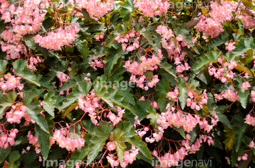 木立ベゴニア の画像素材 花 植物の写真素材ならイメージナビ
