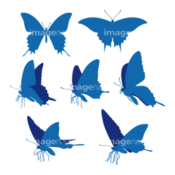 アゲハ蝶 綺麗 青色 紺色 の画像素材 写真素材ならイメージナビ