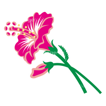 ハイビスカス 切り花 の画像素材 花 植物の写真素材ならイメージナビ