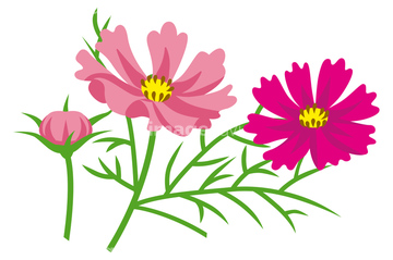コスモス 葉 ピンク色 の画像素材 花 植物の写真素材ならイメージナビ