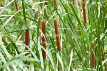 蒲色 の画像素材 葉 花 植物の写真素材ならイメージナビ