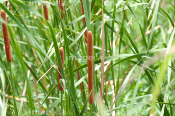 蒲色 の画像素材 葉 花 植物の写真素材ならイメージナビ