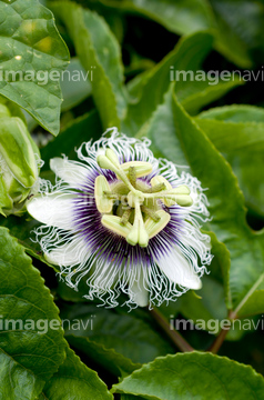 パッションフルーツ花 の画像素材 その他植物 花 植物の写真素材ならイメージナビ