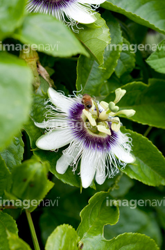 パッションフルーツ花 の画像素材 その他植物 花 植物の写真素材ならイメージナビ