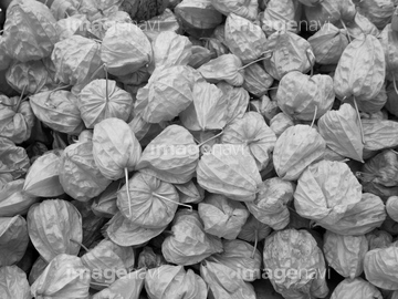 ほおずき市 の画像素材 春 夏の行事 行事 祝い事の写真素材ならイメージナビ