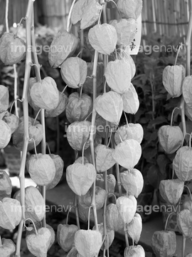 ほおずき市 の画像素材 春 夏の行事 行事 祝い事の写真素材ならイメージナビ