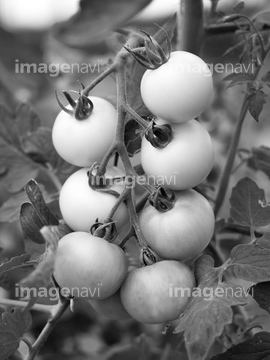 トマト畑 の画像素材 リゾート 田園 町並 建築の写真素材ならイメージナビ