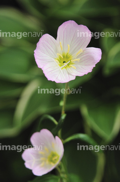 マツヨイグサ ツキミソウ の画像素材 花 植物の写真素材ならイメージナビ