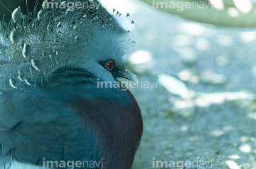 青い鳥 の画像素材 鳥類 生き物の写真素材ならイメージナビ