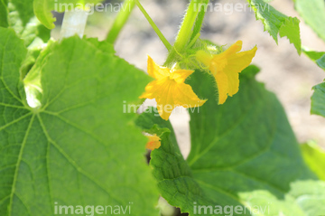 キュウリの葉 の画像素材 写真素材ならイメージナビ