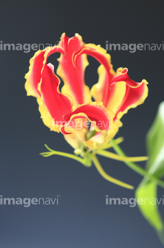 グロリオサ 花 の画像素材 花 植物の写真素材ならイメージナビ
