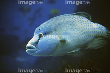 白身魚 ベラ の画像素材 魚類 生き物の写真素材ならイメージナビ