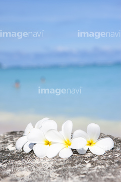 プルメリア 砂浜 の画像素材 海 自然 風景の写真素材ならイメージナビ