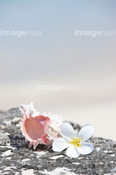 貝殻 プルメリア の画像素材 空 自然 風景の写真素材ならイメージナビ