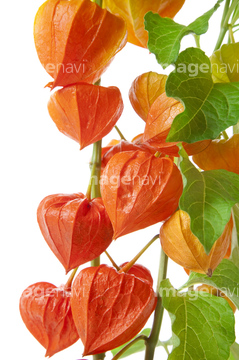 鬼灯 夏 の画像素材 その他植物 花 植物の写真素材ならイメージナビ