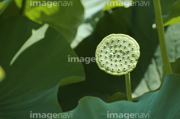 花托 の画像素材 その他植物 花 植物の写真素材ならイメージナビ 花托 の画像素材 その他植物 花 植物の写真素材ならイメージナビ