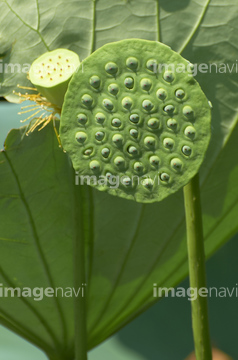 花托 の画像素材 その他植物 花 植物の写真素材ならイメージナビ 花托 の画像素材 その他植物 花 植物の写真素材ならイメージナビ