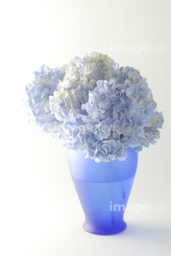 花瓶 花 アジサイ の画像素材 雑貨 日用品 オブジェクトの写真素材ならイメージナビ