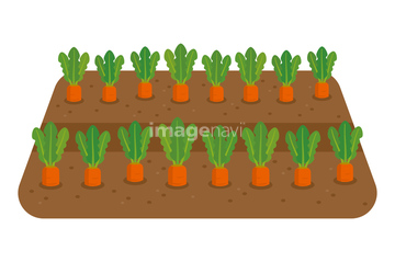 畑 野菜畑 イラスト の画像素材 花 植物 イラスト Cgのイラスト素材ならイメージナビ