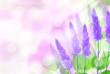 北海道 ラベンダー イラスト の画像素材 季節 イベント イラスト Cgのイラスト素材ならイメージナビ