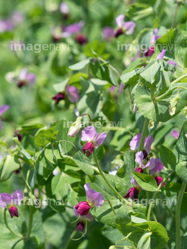 エンドウの花 の画像素材 健康管理 ライフスタイルの写真素材ならイメージナビ