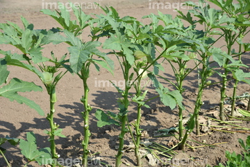 オクラの栽培 の画像素材 料理 食事 ライフスタイルの写真素材ならイメージナビ