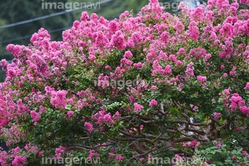 百日紅の花 の画像素材 樹木 花 植物の写真素材ならイメージナビ