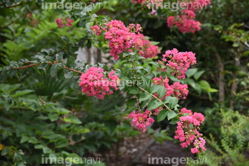 百日紅の花 の画像素材 樹木 花 植物の写真素材ならイメージナビ