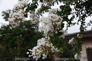 百日紅の花 の画像素材 樹木 花 植物の写真素材ならイメージナビ