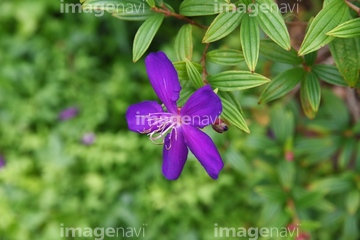 ブラジル原産 綺麗 の画像素材 花 植物の写真素材ならイメージナビ