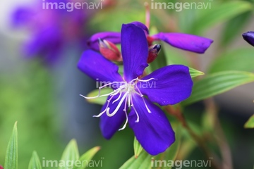 ブラジル原産 綺麗 の画像素材 花 植物の写真素材ならイメージナビ