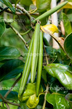 ホウライカガミ の画像素材 葉 花 植物の写真素材ならイメージナビ