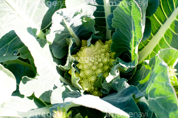 カリブロ の画像素材 花 植物の写真素材ならイメージナビ