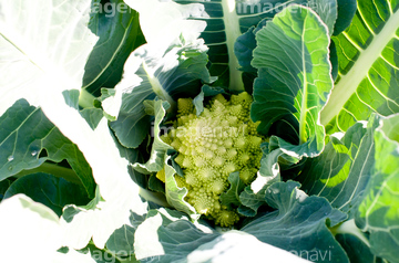 カリブロ の画像素材 花 植物の写真素材ならイメージナビ