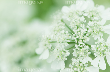 ホワイトレースフラワー の画像素材 趣味 遊び ライフスタイルの写真素材ならイメージナビ