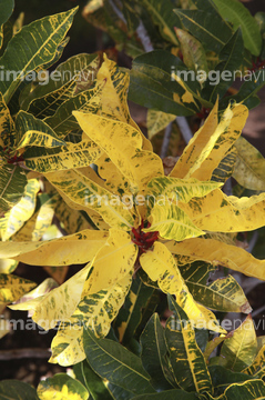 クロトン の画像素材 その他植物 花 植物の写真素材ならイメージナビ